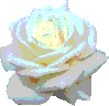 rose-blanche.gif