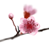 cherrybud.png