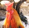 gallo.jpg