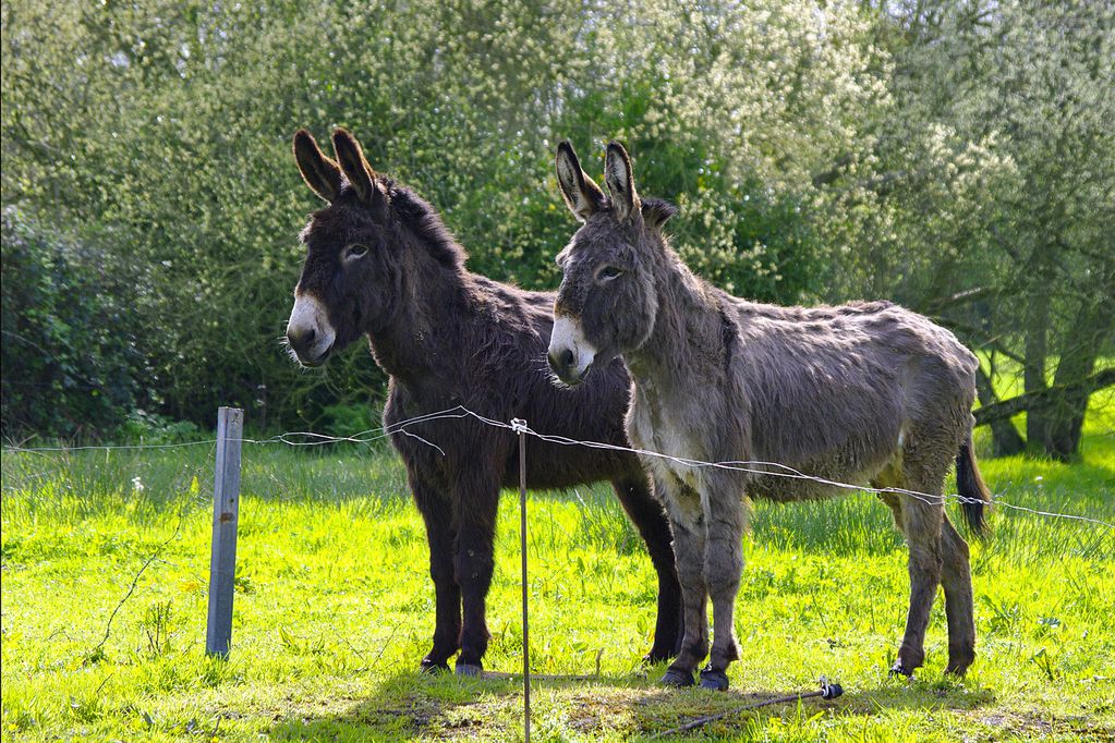 Les deux frères