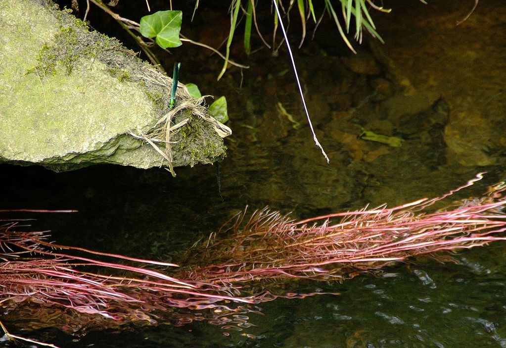 Libellule