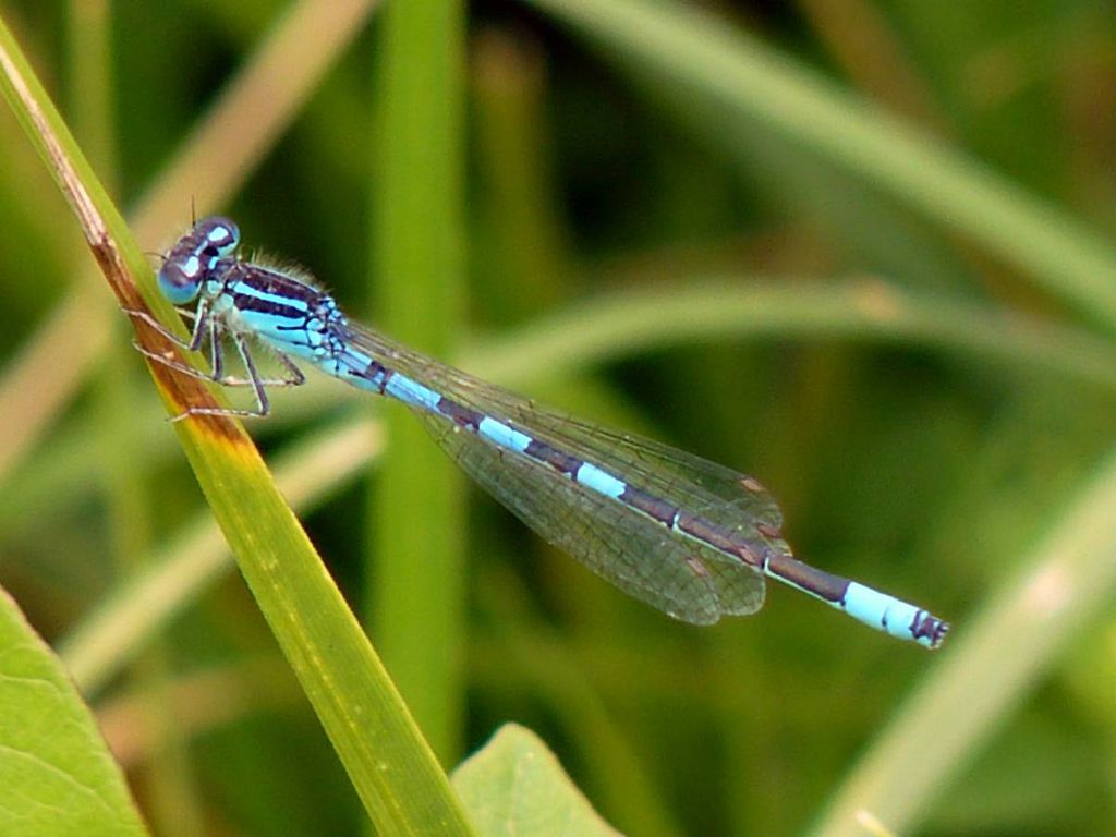 Demoiselle-bleue.jpg