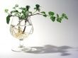 verre.plante.jpg