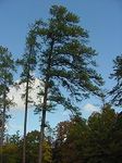 ARKANSAS-Pinus taeda
