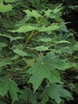 VIRGINIE OCC Acer saccharum foliage