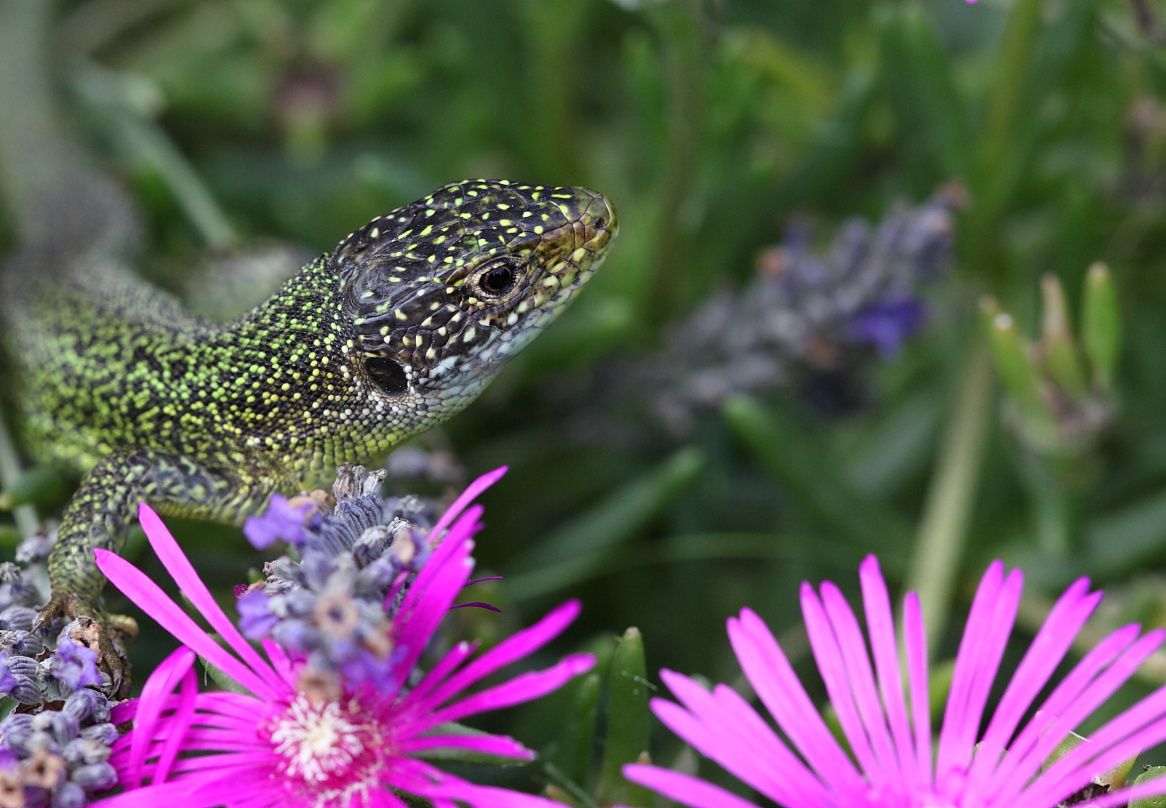 Lezards 2485 WEB L