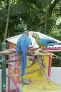 2013 03 - Guadeloupe J6CL 038