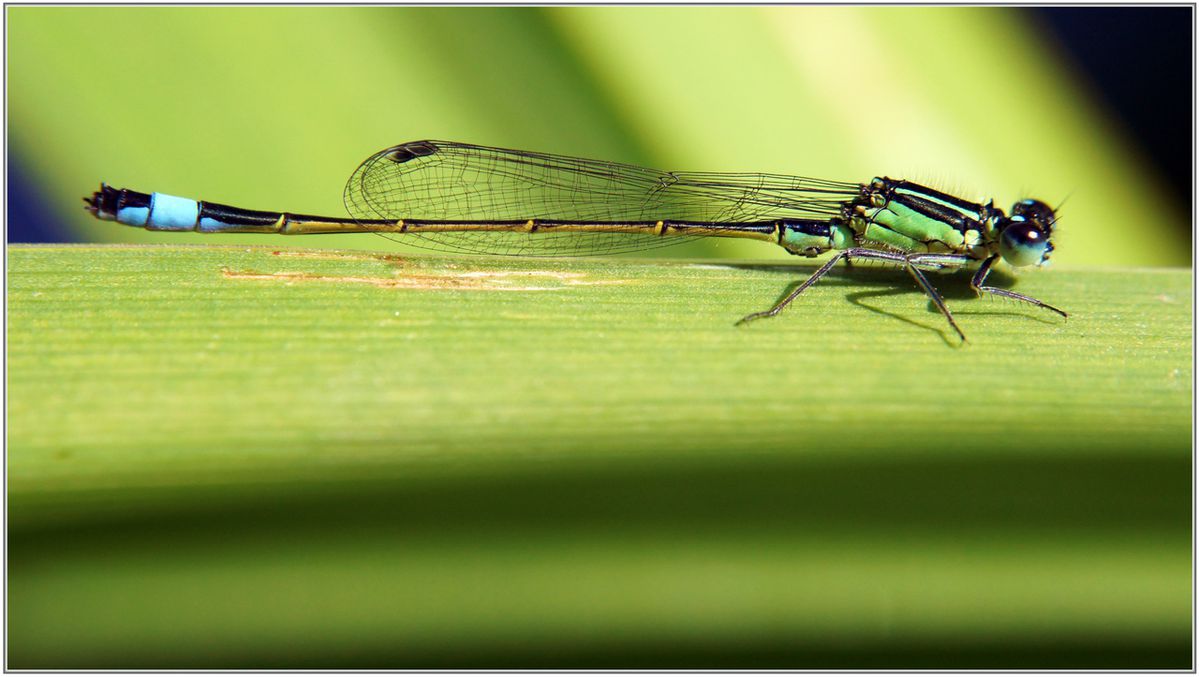 Agrion-elegant-022.JPG