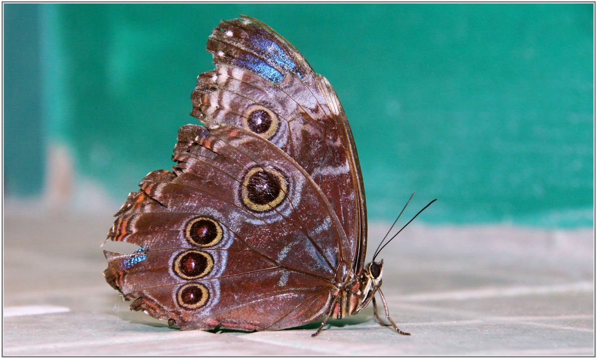 Morpho-Peleides---Costa-Rica-001.JPG