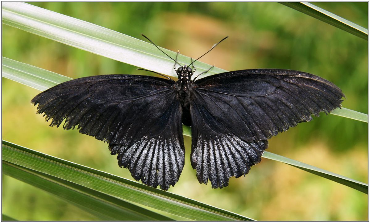 Papilio-Memnon---Philippines-004.jpg