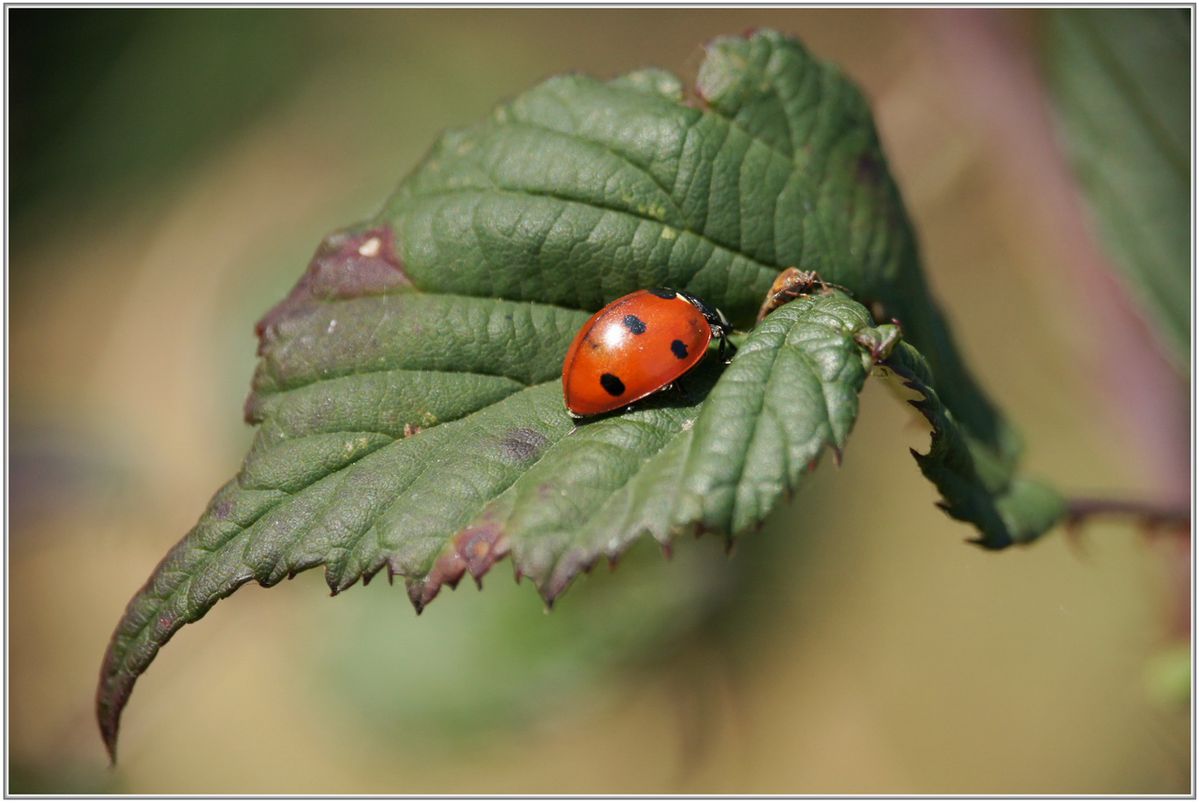 Coccinelle-a-7-points-003.JPG