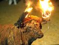 L'espagne et ses "traditions" barbares (animaux torturés, mutilés...)