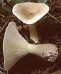 Clitocybe Clavipes T 2