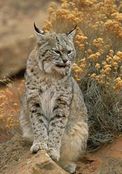 bobcat