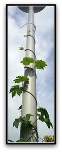 110px-Wingerd-lichtmast-houblon.jpg