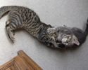 DSCF0954