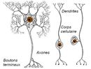 Différentes sortes de neurones