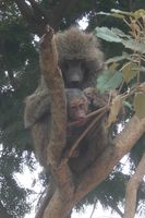 Maman et bébé babouins