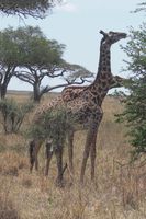 Girafes