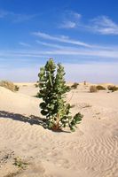 Mauritanie-désert blanc