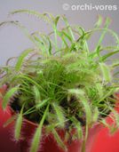 drosera-1