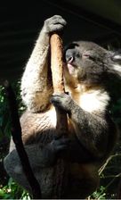 Koala Park3
