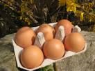 oeufs