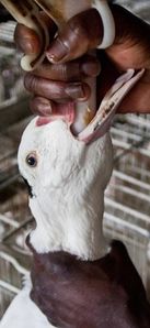 FOIE-GRAS.jpg