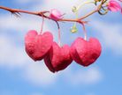 string-of-heart-flower-stem-pink-love