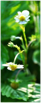 Fraises 3c