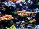 Coral decline warns of ocean changes: australian scientists