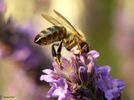 La disparition des abeilles, la fin du mystère (extrait)