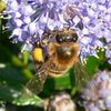 La france autorise un insecticide destructeur d’abeilles