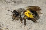 andrena-vaga.jpg