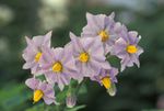 800px-Potato flowers
