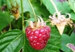 framboises 5