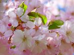 japanese-cherry-trees-6343_640.jpg