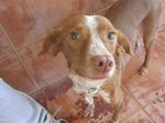 DOLLY--1-.JPG