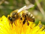 L-abeille-domestique.jpeg