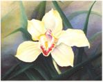 orchida-e-na-3.jpg