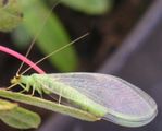 La-chrysope.jpg