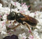 lasioglossum-spp
