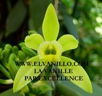 vanille DSC01286 R