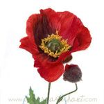 coquelicot-rouge-flamme.jpg