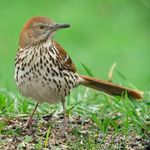 male brown thrasher
