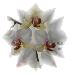 gif-orchid.gif