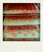 12.02.10 (33)-pola