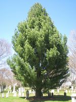 MICHIGAN Pinus strobus 'Fastigiata', Mount Auburn Cemetery