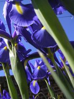 iris bleue