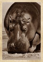 Hippopotames © Olivier Roberjot 02